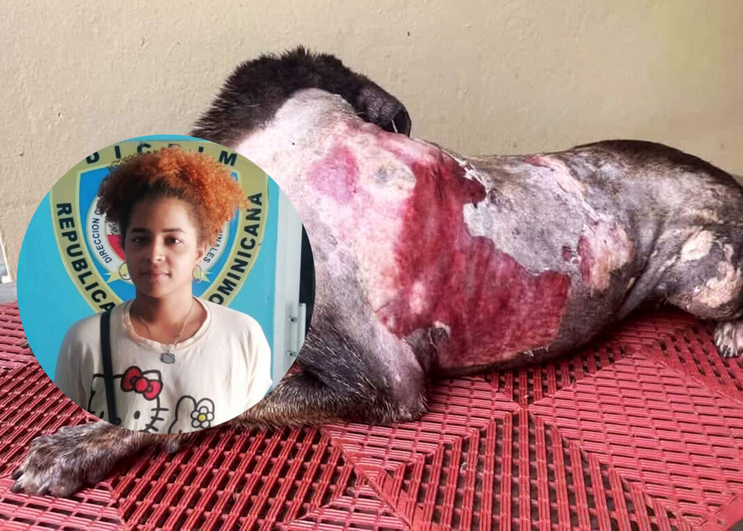 Mujer quema a una perra que se refugiaba de la lluvia con sus cachorros en su edificio