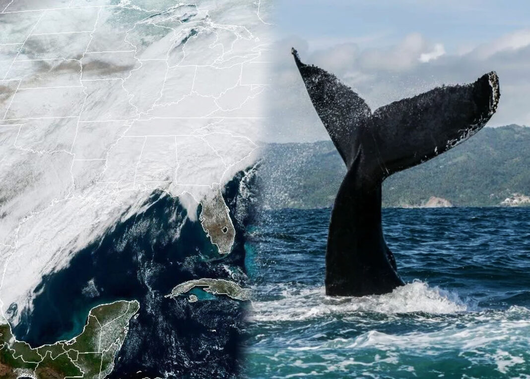 Las ballenas jorobadas llegan a Samaná de manera anticipada por el temporal frío que azota Estados Unidos