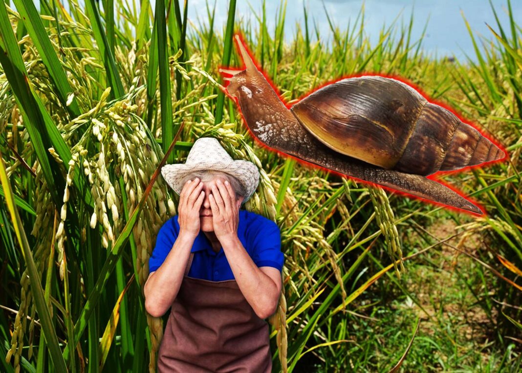 El caracol gigante africano llegó a Baní, provincia Peravia, y los productores están en pánico El caracol gigante africano llegó a Baní, provincia Peravia, y los productores están en pánico