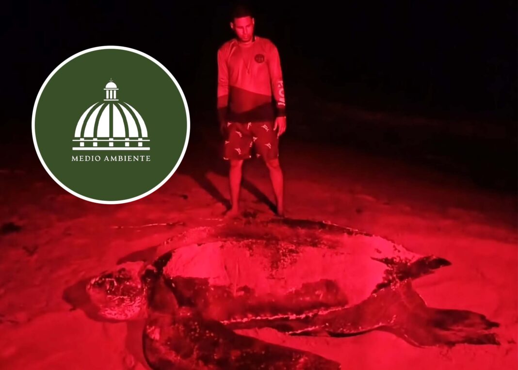 El Ministerio de Medio Ambiente implementa plan para preservar la tortuga marina en Pedernales El Ministerio de Medio Ambiente implementa plan para preservar la tortuga marina en Pedernales