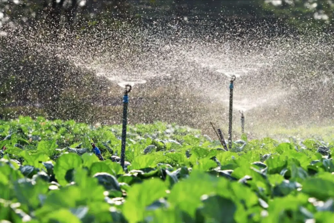 Tecnificación de riego impulsala producción de tabaco en RD,informan Intabaco y TNR Tecnificación de riego impulsala producción de tabaco en RD,informan Intabaco y TNR