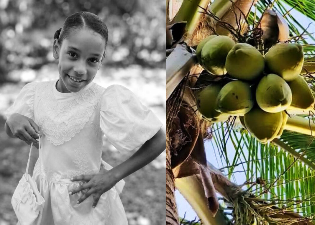 Niña muere tras ser impactada por una mata de coco durante labores agrícolas en Nagua Niña muere tras ser impactada por una mata de coco durante labores agrícolas en Nagua