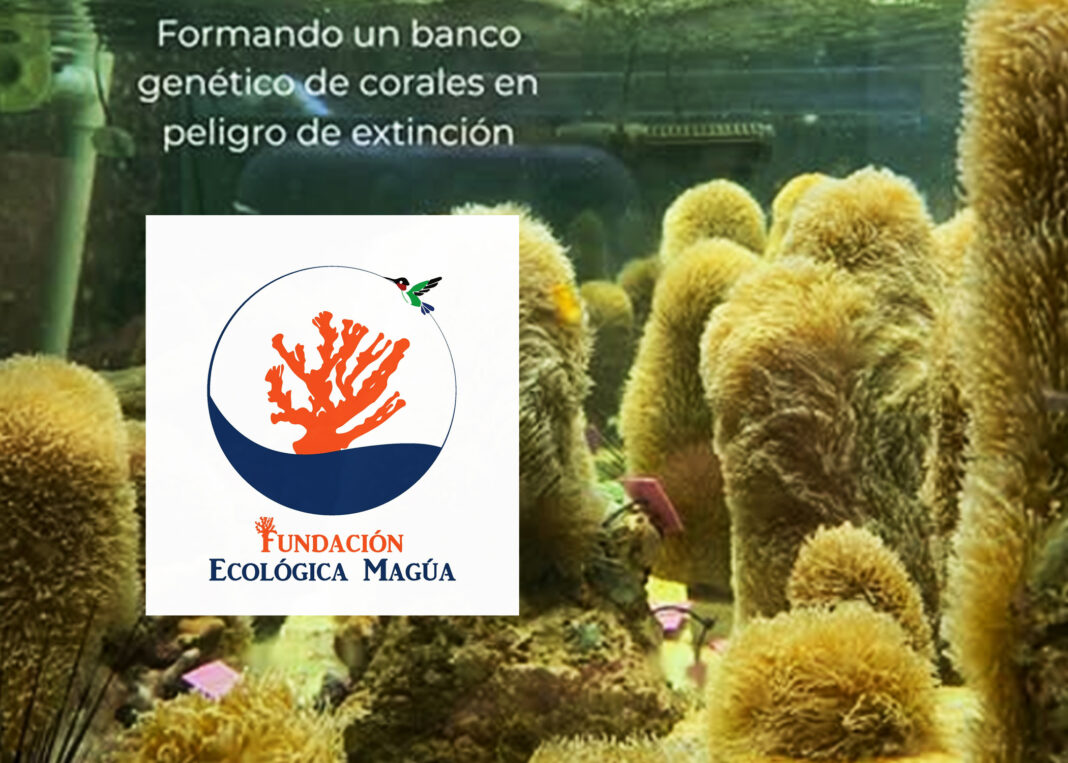Fundación Ecológica Maguá impulsa la “Misión Unicornio Marino” para rescatar el coral pilar y otras especies de la extinción en República Dominicana Fundación Ecológica Maguá impulsa la “Misión Unicornio Marino” para rescatar el coral pilar y otras especies de la extinción en República Dominicana
