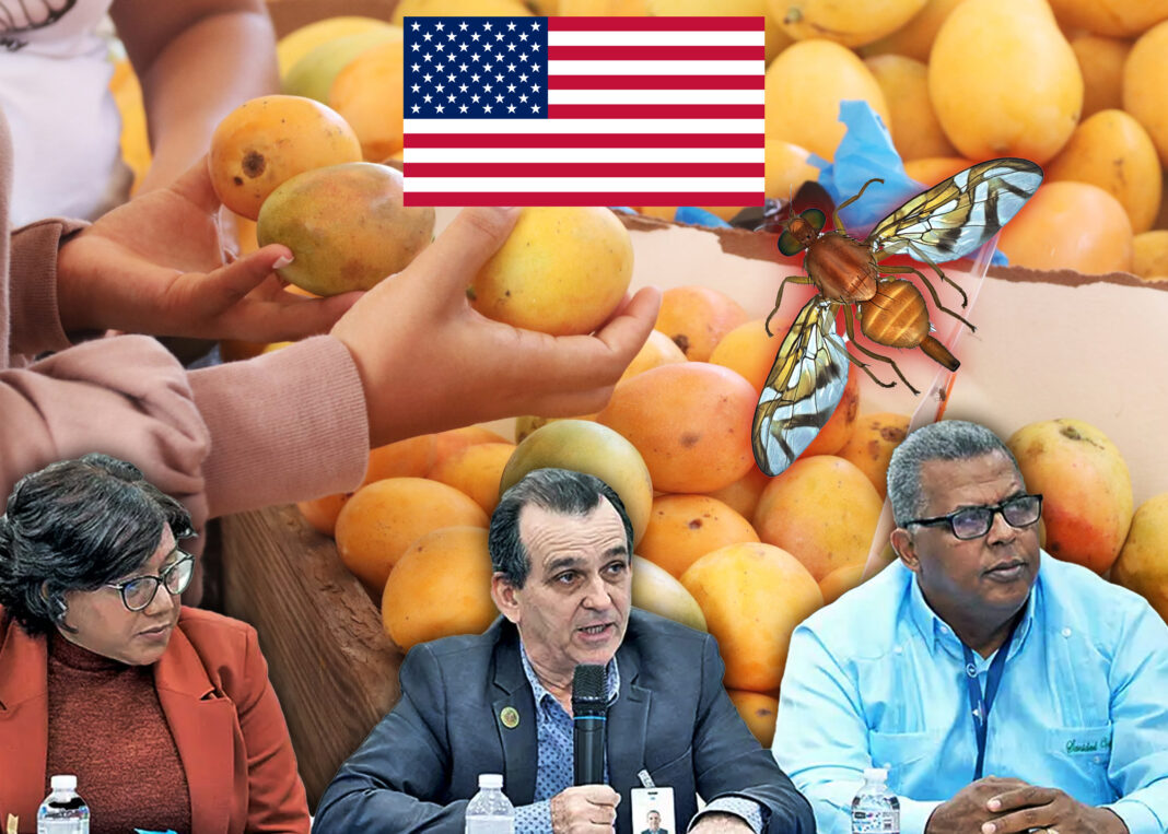 El ministerio de agricultura tomará medidas fitosanitarias después de que Estados unidos suspendiera la importación de mangos dominicanos El ministerio de agricultura tomará medidas fitosanitarias después de que Estados unidos suspendiera la importación de mangos dominicanos