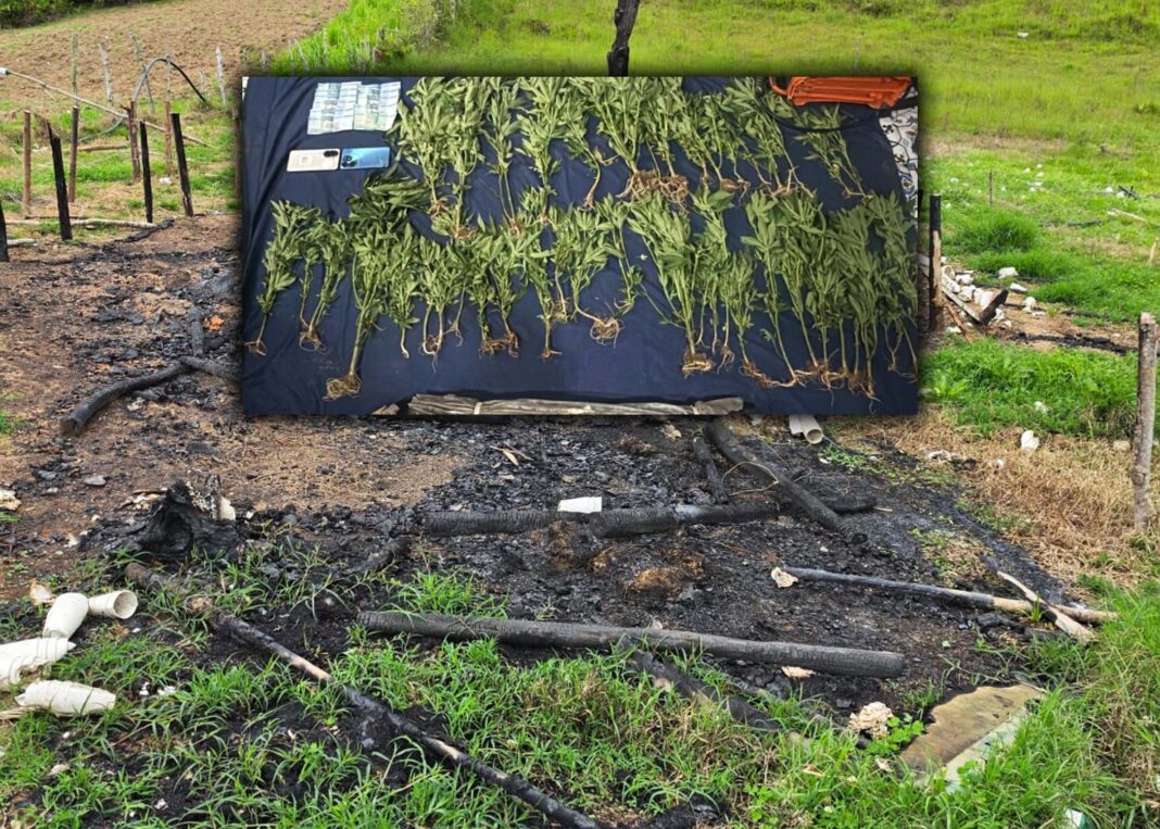 DESCUBREN CULTIVO DE 45 PLANTAS DE MARIHUANA Y VIVERO INCINERADO EN SAN JOSÉ DE OCOA DESCUBREN CULTIVO DE 45 PLANTAS DE MARIHUANA Y VIVERO INCINERADO EN SAN JOSÉ DE OCOA