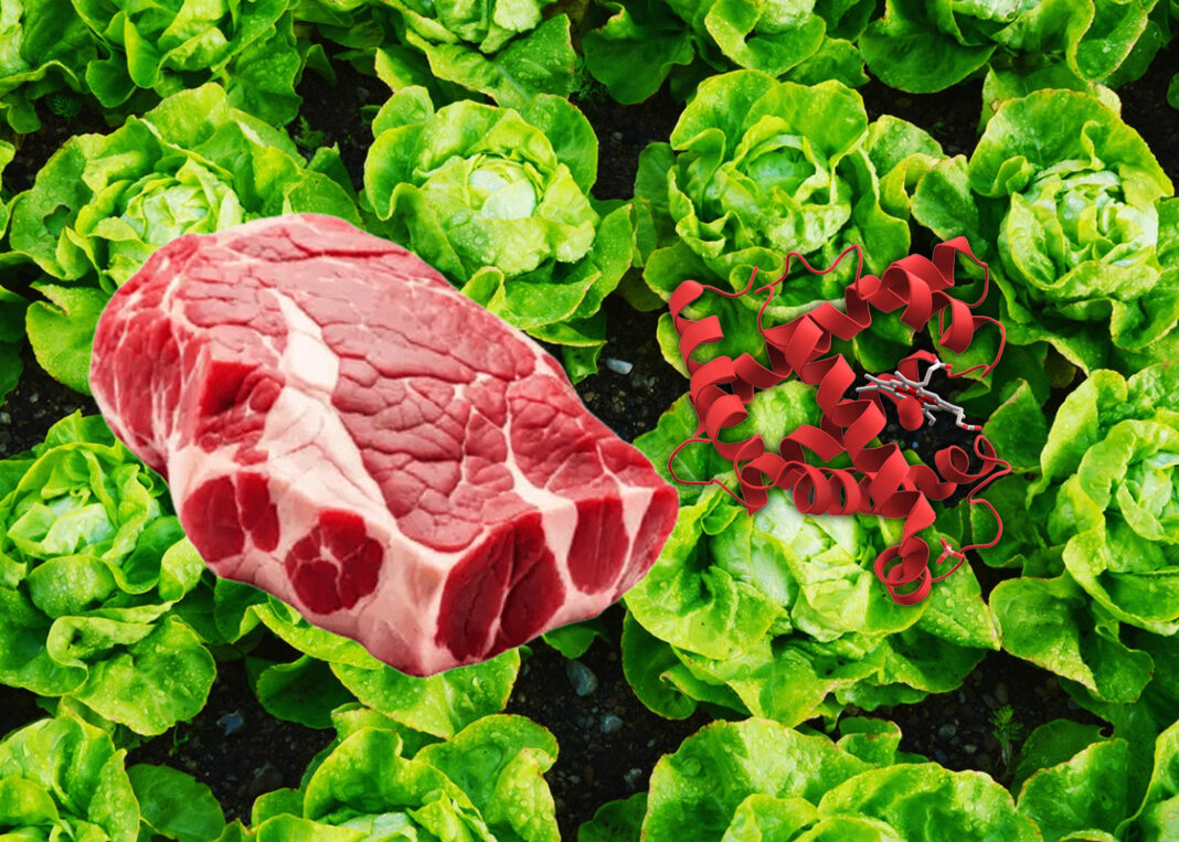 lechuga carne